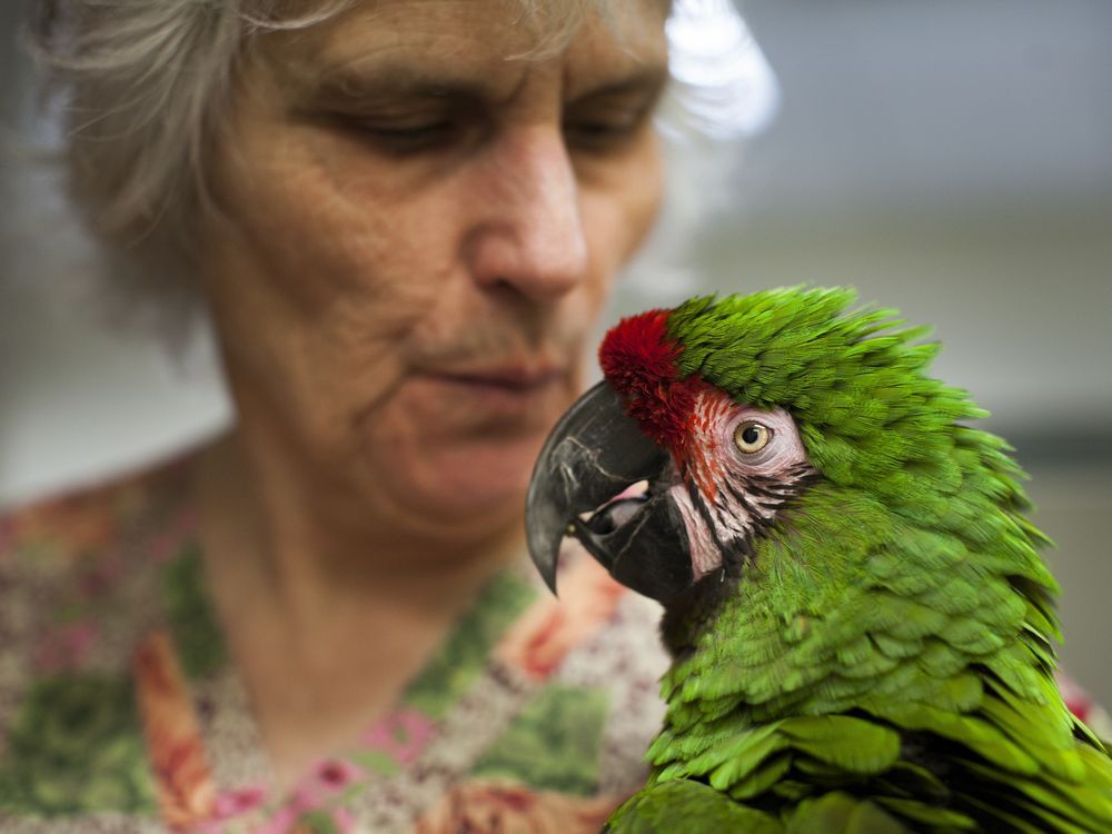 Bird refuge: How Vancouver vet Anne McDonald helped save 600 parrots ...