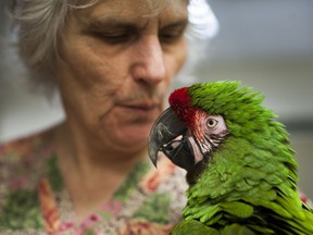 Anne McDonald at Night Owl Bird Hospital in Vancouver with one of her rescue parrots.