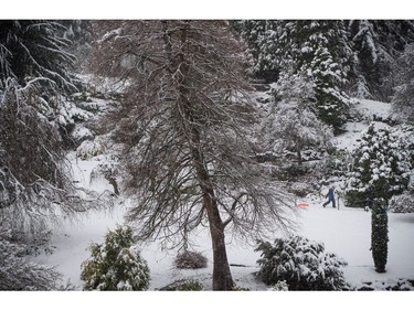 A boy pulls a sled at Queen Elizabeth Park as snow falls in Vancouver, B.C., on Monday December 5, 2016. Environment Canada has issued a snowfall warning for Metro Vancouver.