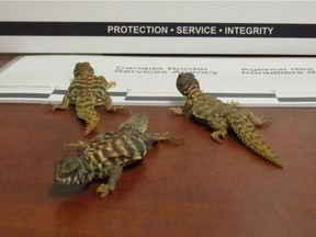 Canada Border Services Agency (CBSA) and Environment and Climate Change Canada (ECCC) have fined Gregory Anderson for attempting to smuggle six infant Uromastyx Ornate Lizards into Canada at the Abbotsford-Huntingdon border.