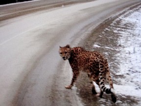 Creston RCMP released this photo of an adult cheetah that was spotted along Highway 3a Thursday afternoon in the Crawford Bay and Kootenay Bay areas of British Columbia. Submitted photo / Creston RCMP [PNG Merlin Archive]