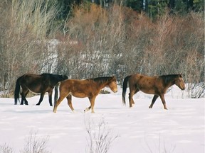 Wild horses in the Chilcotin.