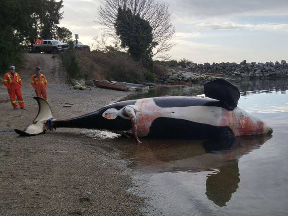 Dead Orca Found Off Sechelt, Pulled Ashore For Autopsy | Vancouver Sun