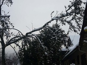 Many of the power outages Monday morning were caused by trees falling on power lines.