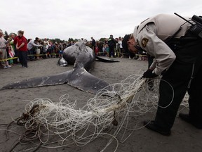 A Department of Fisheries and Oceans official checks a fishing net that was tangled around a humpback whale found beached at White Rock in June 2012. An unexpected increase in humpback whales in B.C. coastal waters this year has resulted in a record number of entanglements in nets, lines, traps and related commercial fishing gear.