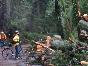 A cyclist looks over the roadside debris along Park Drive near Ferguson Point in the West side of Stanley Park damaged heavily by the wind storm.