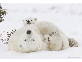 Daisy Gilardini's photo of a polar bear mother and her cubs won her the prestigious 21st Annual Nature's Best Photography Windland Smith Rice International Award.