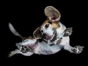 A photo of Rocky taken for The Underdogs Project calendar.