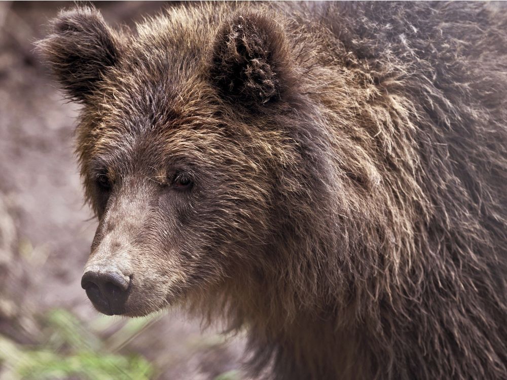 Poll: Are You Happy With B.C. NDP Plan To Ban Grizzly Trophy Hunt ...