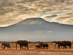A herd of elephants walk in front of Mount Kilimanjaro in Amboseli National Park on November 3, 2016.  On Saturday, September 28, 2019, Justin Kyllo, 51, died Saturday morning after an accident on the mountain at Stella Point.