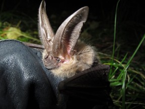 Townsend's big-eared bat, Nelson, B.C. White-nose syndrome is on its way from the U.S. posing a big threat to  B.C.'s bats.