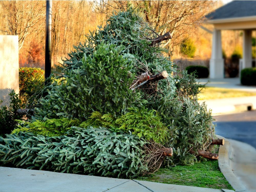 Metro Vancouver Where to recycle your Christmas tree Vancouver Sun