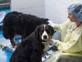 Sixty-six sick and neglected dogs were seized by the BCSPCA from a puppy mill in Langley, BC February 4, 2016.