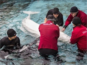 The recent deaths of two beluga whales at the Vancouver Aquarium has reignited the public debate about whether the facility should be allowed to keep whales in captivity.