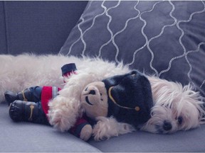 Vegas the maltipoo, who survived a vicious coyote attack on the porch of her owner's Coquitlam townhouse in July, 2015, is pictured tired out from enjoying Christmas 2016.