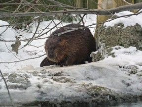 Ward the beaver is shown in this undated handout photo. A team of molecular geneticists at Toronto&#039;s Hospital for Sick Children has sequenced the genome of the Canadian beaver to mark the country&#039;s sesquicentennial. THE CANADIAN PRESS/HO-Toronto Zoo