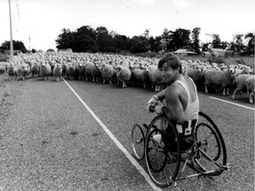 Rick Hansen surrounded by sheep on the Man in Motion tour in 1986.