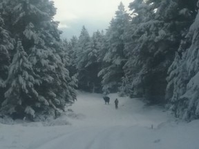 A bull wanders along West Pavilion Road, north of Lillooet. Two years ago, the Ministry of Forests informed ranchers that the road would no longer be maintained in the winter.