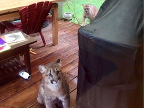 A cougar cub investigates a back porch in Gibsons while the mother looks on.