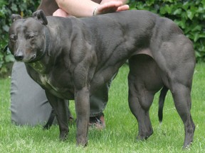 Whippet Wendy in 2007, the year the dog gained worldwide attention.