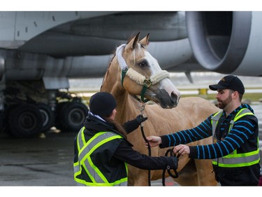 After the last performance in Los Angeles, the four-legged stars flew into Vancouver International Airport aboard a charted 747 aircraft equipped with airstalls.  [PNG Merlin Archive]