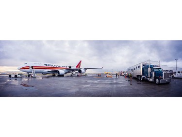 After the last performance in Los Angeles, the four-legged stars flew into Vancouver International Airport aboard a charted 747 aircraft equipped with airstalls.  [PNG Merlin Archive]