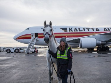 After the last performance in Los Angeles, the four-legged stars flew into Vancouver International Airport aboard a charted 747 aircraft equipped with airstalls.  [PNG Merlin Archive]