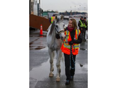 After the last performance in Los Angeles, the four-legged stars flew into Vancouver International Airport aboard a charted 747 aircraft equipped with airstalls.  [PNG Merlin Archive]