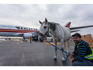 After landing at the airport, the horses traveled to a Delta resort--a farm--for 15 days of leisure ahead of the show here.