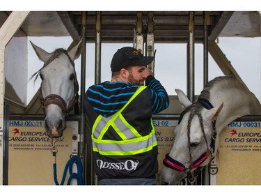 After the last performance in Los Angeles, the four-legged stars flew into Vancouver International Airport aboard a charted 747 aircraft equipped with airstalls.  [PNG Merlin Archive]