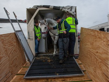 Sixty-five majestic horses, stars of the $30-million theatrical production Odysseo, take up residence in their new home in Vancouver ahead of the equestrian extravaganza’s first show Jan. 29 under the White Big Top at Olympic Village.