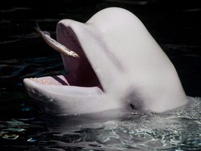 A beluga whale catches a fish thrown by a trainer while being fed at the Vancouver Aquarium.