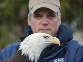 Rob Hope, the raptor care manager with the Orphaned Wildlife Rehabilitation Society in Delta, is holding a bald eagle named Sonsie. Hundreds of eagles have gathered near the Boundary Bay airport along 72nd St.