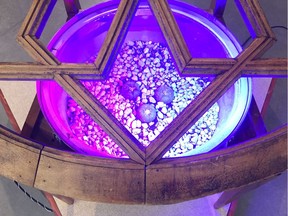 Detail, Lamp for Williamsii, mixed media and peyote plants, by Haroon Mirza in Entheogens at the Contemporary Art Galler. Photo: Kevin Griffin