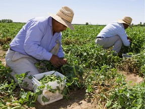 A group of Mexican workers is claiming victory after a B.C. Labour Relations Board ruling allowed them to keep their seniority once the harvest in the province ends and they return to Mexico. Here, Gonzalo Torres Perez and Prodencio Aguilar Lopez pick peas at Gabriel Fresh Produce west of London, Ont., in July 2015. The two work here for five months until October, when they go home to Mexico. Mike Hensen/The London Free Press files