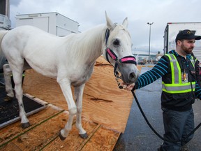 Odysseo horse arrives in Vancouver