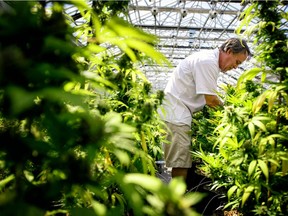 A major shortage of field workers and competition for labour from cannabis, is just one issue being faced by Sonoma wine growers.