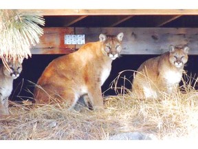 Using a telephoto lens, Mike Hanley took this photo of a cougar and two of her cubs not far from Columbia Elementary School in Penticton. Conservation officers on Tuesday killed the two cubs and a third, but the mother escaped.