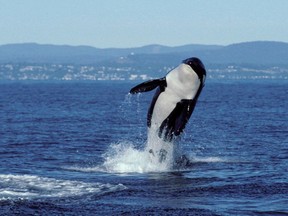 An international group of marine scientists wants the Canadian government to take steps to cut underwater noise in the Salish Sea off the southern coast of British Columbia.