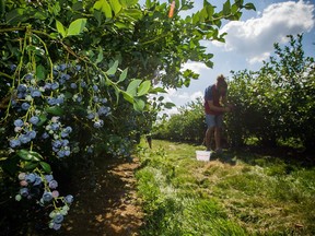 Picking blueberries at Driediger Farms in Langley.