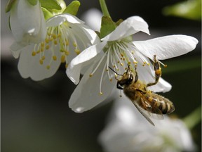Bees are first-class pollinators; they have been doing it for millions of years