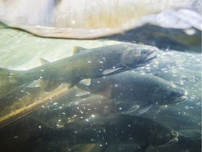 Salmon migrating through rivers and streams in British Columbia use all their strength, but new research says even tiny amounts of diluted bitumen weakens their chances of making it back to spawn.