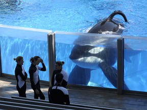 In this March 7, 2011 file photo orca whale Tilikum, right, watches as SeaWorld Orlando trainers take a break during a training session at the theme park's Shamu Stadium in Orlando, Fla. Tilikum, an orca that killed a trainer at SeaWorld Orlando in 2010, has died. According to SeaWorld, the whale died Friday, Dec. 30. 2016.