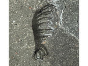 The Ovatiovermis (Ovation Worm) is shown in a handout photo from the Royal Ontario Museum. Researchers with the Royal Ontario Museum have for the first time identified an 18-limbed worm that lived some 500 million years ago. The critter's Latin name translates in part to "ovation worm" because it appears to have stood upright with its front limbs raised in the air.