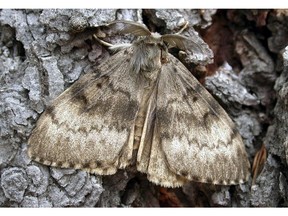 The Asian gypsy moth is a foreign, invasive species when it comes to Canada's forests.
