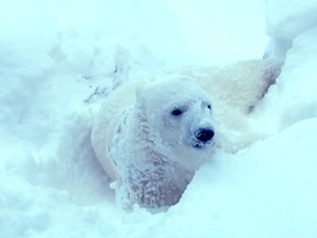 A fresh blanket of unexpected snow causes jovial celebration at the Portland, Oregon, zoo.