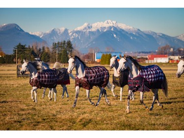 Prior to arriving at Olympic Village, the Odysseo herd, consisting of 11 breeds including Arabian, Lusitano, Paint Horse, Quarter Horse, Thoroughbred and Spanish Purebred (P.R.E.), traveled with a dedicated team of Cavalia's equine specialists to a local farm in Delta for 15 days of leisure.  [PNG Merlin Archive]