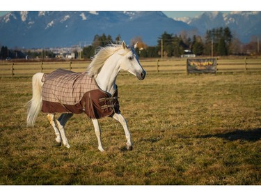 Prior to arriving at Olympic Village, the Odysseo herd, consisting of 11 breeds including Arabian, Lusitano, Paint Horse, Quarter Horse, Thoroughbred and Spanish Purebred (P.R.E.), traveled with a dedicated team of Cavalia's equine specialists to a local farm in Delta for 15 days of leisure.  [PNG Merlin Archive]