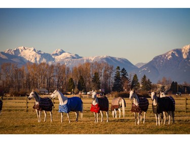 Prior to arriving at Olympic Village, the Odysseo herd, consisting of 11 breeds including Arabian, Lusitano, Paint Horse, Quarter Horse, Thoroughbred and Spanish Purebred (P.R.E.), traveled with a dedicated team of Cavalia's equine specialists to a local farm in Delta for 15 days of leisure.  [PNG Merlin Archive]