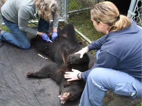 Spared the bullet as a young cub, Athena the black bear was rehabilitated and released into the wilds of northern Vancouver Island last summer. She is currently believed to be denning for the winter near Port Hardy. Here rehabilitation centre staff take a blood sample in June of 2016.